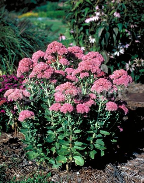 Red blooms; Pink blooms; Rust or bronze blooms; Deciduous