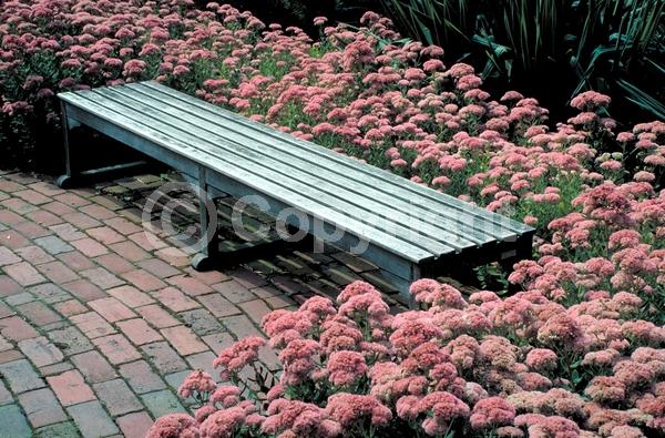 Red blooms; Pink blooms; Rust or bronze blooms; Deciduous