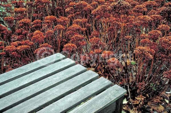 Red blooms; Pink blooms; Rust or bronze blooms; Deciduous