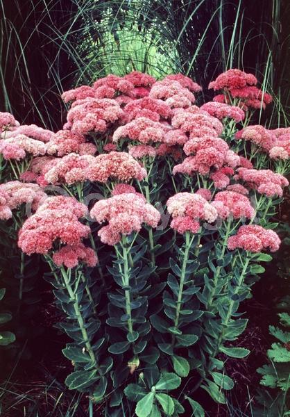 Red blooms; Pink blooms; Rust or bronze blooms; Deciduous