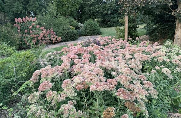 Red blooms; Pink blooms; Rust or bronze blooms; Deciduous