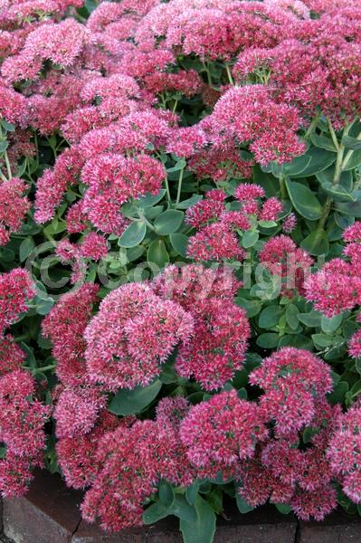 Red blooms; Pink blooms; Rust or bronze blooms; Deciduous