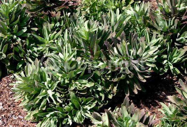 Red blooms; Deciduous