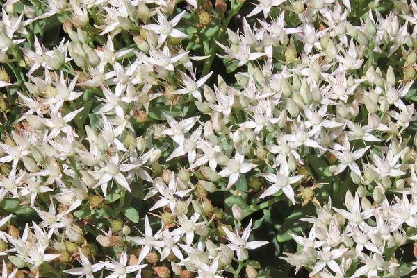 White blooms; Deciduous