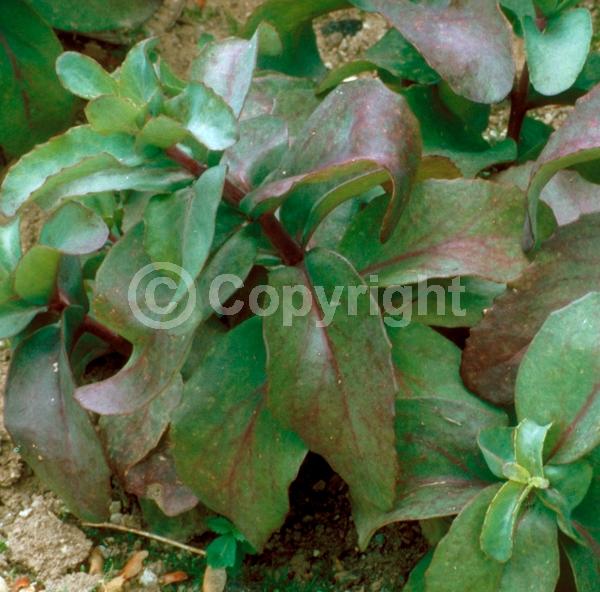 Pink blooms; Deciduous; Broadleaf