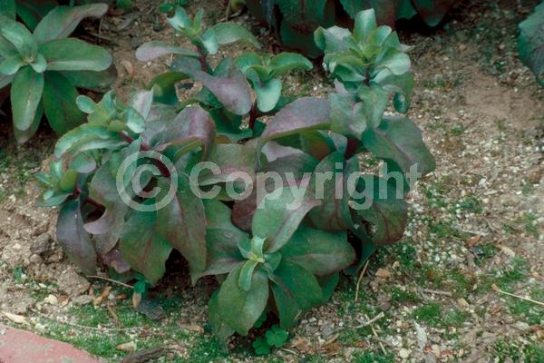 Pink blooms; Deciduous; Broadleaf