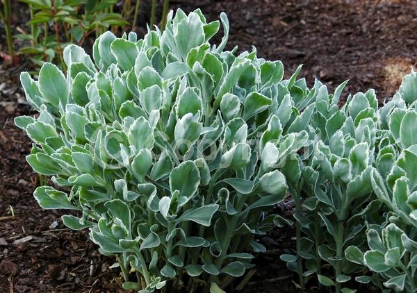 White blooms; Pink blooms; Deciduous