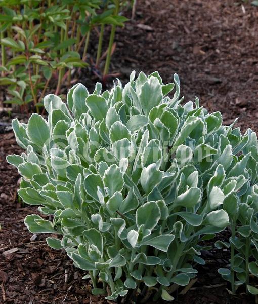 White blooms; Pink blooms; Deciduous