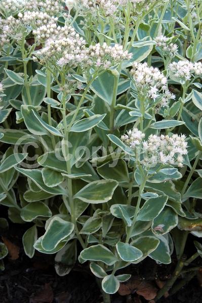 White blooms; Pink blooms; Deciduous