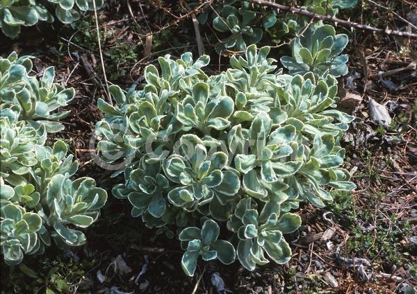 White blooms; Pink blooms; Deciduous