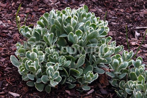 White blooms; Pink blooms; Deciduous