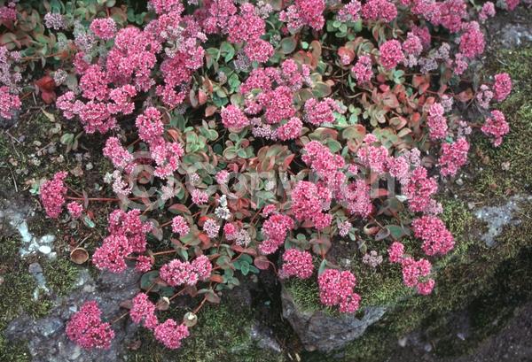 Purple blooms; Pink blooms; Deciduous