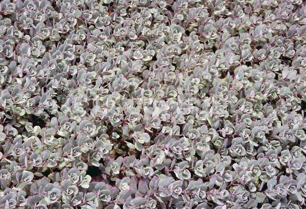 Pink blooms; Deciduous