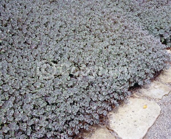 Pink blooms; Deciduous