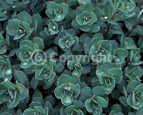 Pink blooms; Deciduous; Broadleaf