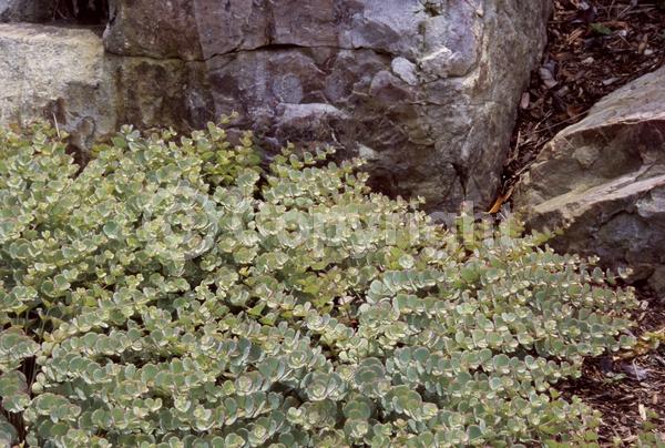 Pink blooms; Deciduous; Broadleaf