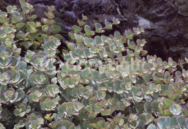 Pink blooms; Deciduous; Broadleaf