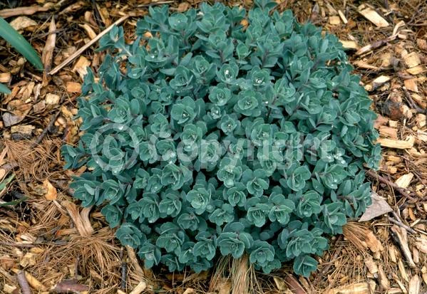 Pink blooms; Deciduous; Broadleaf