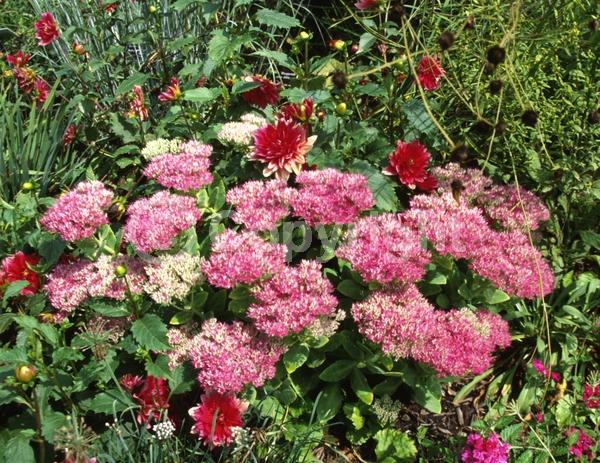 Pink blooms; Deciduous