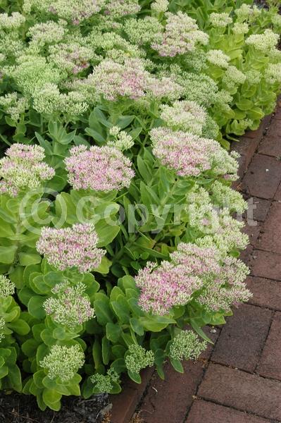 Pink blooms; Deciduous