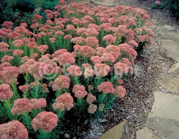 White blooms; Pink blooms