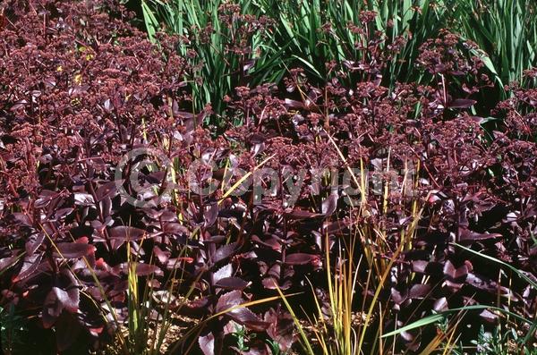 Purple blooms; Deciduous