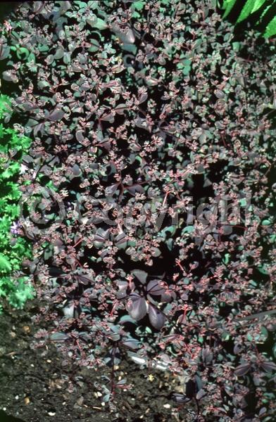 Pink blooms; Evergreen; 