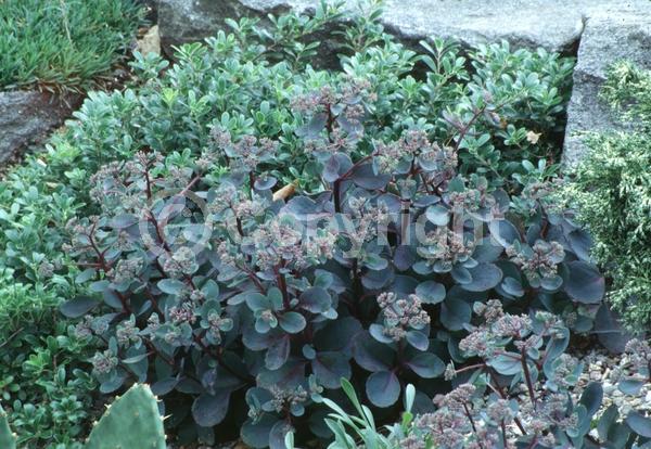 Pink blooms; Evergreen; 