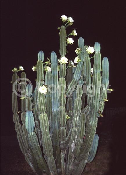 Yellow blooms; White blooms; Green blooms; Evergreen; Broadleaf; North American Native