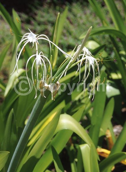 White blooms; Evergreen; North American Native