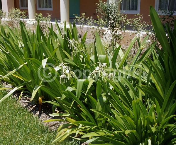 White blooms; Evergreen; North American Native