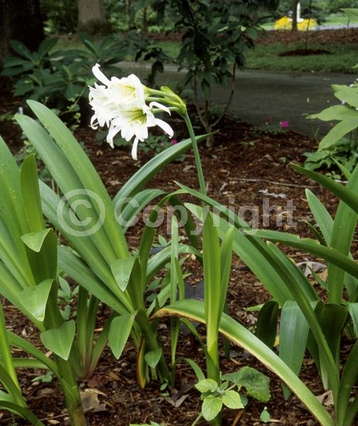 White blooms; Evergreen
