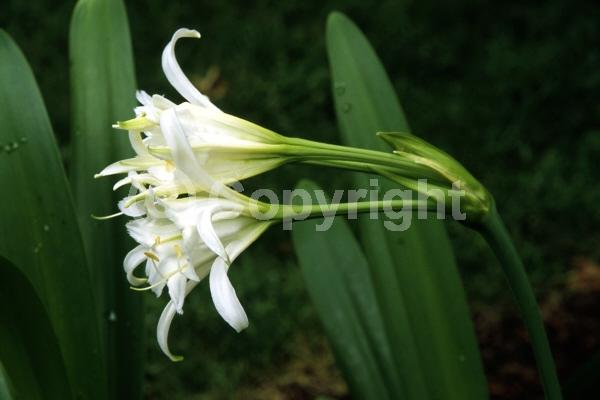 White blooms; Evergreen
