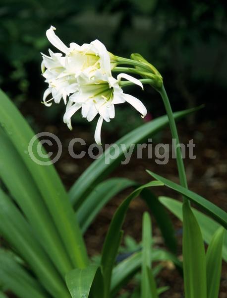 White blooms; Evergreen
