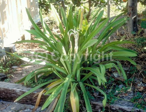 White blooms; Evergreen; North American Native