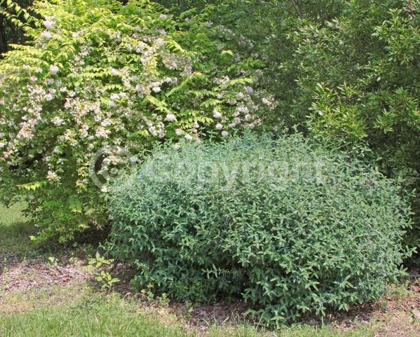 Yellow blooms; Deciduous; North American Native