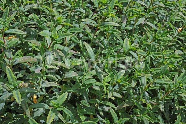 Yellow blooms; Deciduous; North American Native