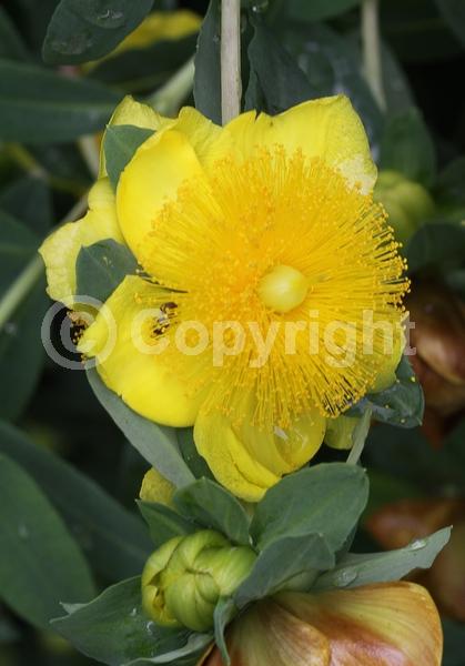 Yellow blooms; Deciduous; North American Native