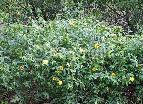 Yellow blooms; Deciduous; North American Native