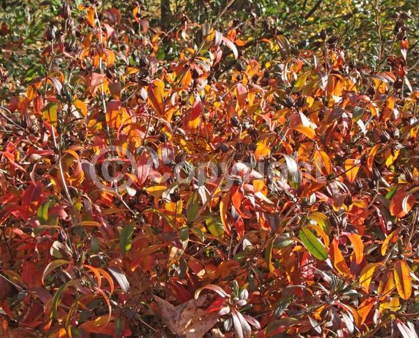 Yellow blooms; Deciduous; North American Native