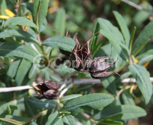 Yellow blooms; Deciduous; North American Native