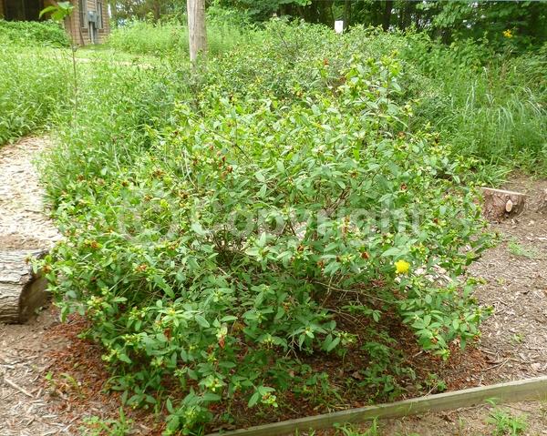 Yellow blooms; Deciduous; North American Native