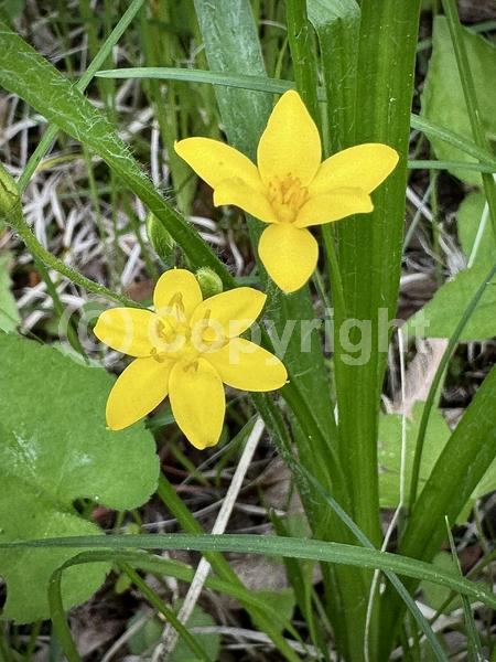 Yellow blooms; North American Native