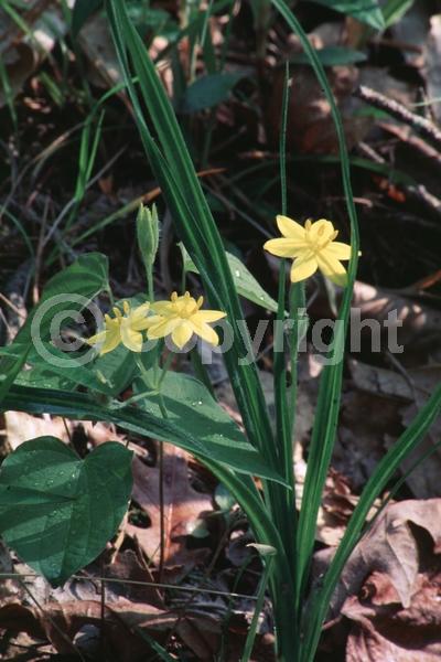 Yellow blooms; North American Native