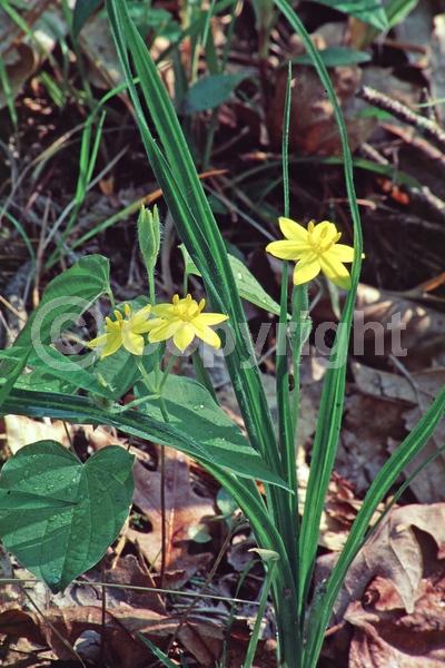 Yellow blooms; North American Native