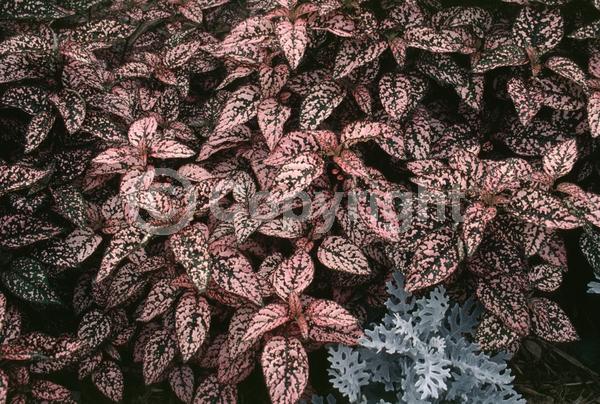 Lavender blooms; Evergreen