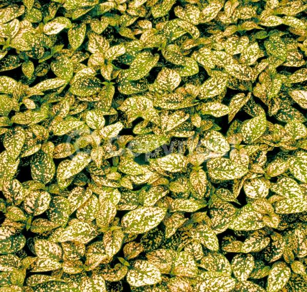 Lavender blooms; Evergreen; Needles or needle-like leaf