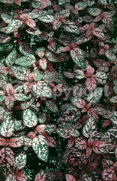 Lavender blooms; Evergreen; Needles or needle-like leaf