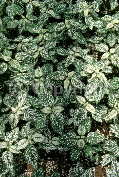 Lavender blooms; Evergreen; Needles or needle-like leaf