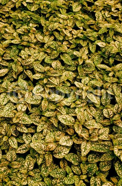 Lavender blooms; Evergreen; Needles or needle-like leaf